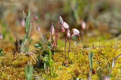 Kleine veenbes - Small cranberry - Vaccinium oxycoccos