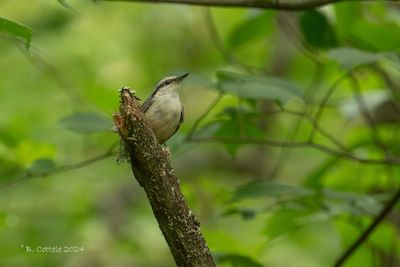 Boomklever - Eurasian Nuthatch