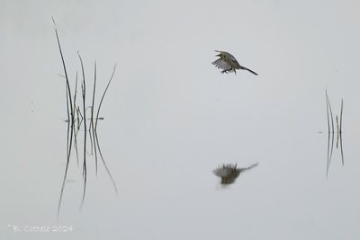 Citroenkwikstaart - Citrine wagtail - Motacilla citreola