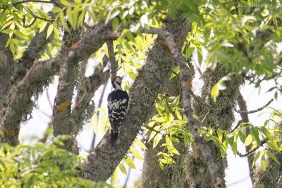 Witrugspecht - White-backed Woodpecker