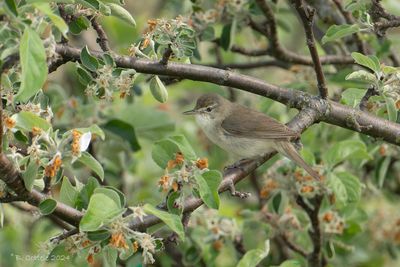 Struikrietzanger - Bllyth's Reed Warbler