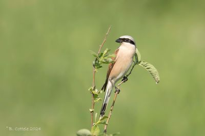 Grauwe klauwier - Red-backed shrike - Lanius collurio