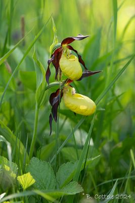 Vrouwenschoentje - Lady's-slipper orchid - Cypripedium calceolus
