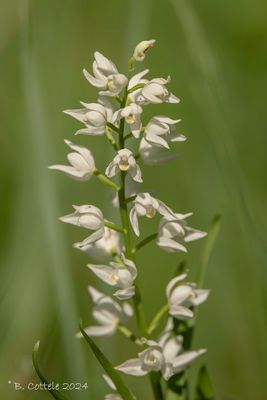 Wit bosvogeltje - Narrow-leaved helleborine - Cephalanthera longifolia