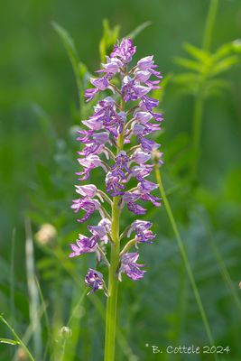 Soldaatje - Military orchid - Orchis militaris