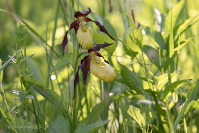 Vrouwenschoentje - Lady's-slipper orchid - Cypripedium calceolus