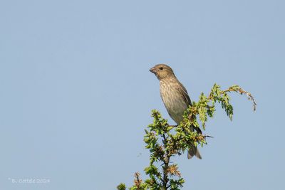 Roodmus - Common Rosefinch