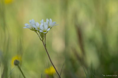 Knolsteenbreek - Meadow saxifrage - Saxifraga granulata