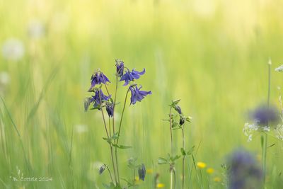 Wilde akelei - European columbine - Aquilegia vulgaris