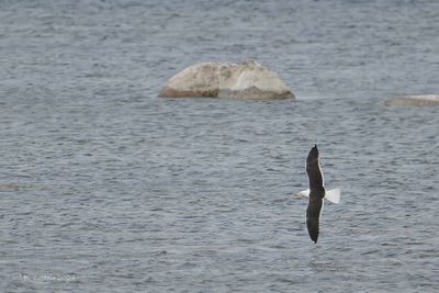 Kleine Mantelmeeuw - Lesser Black-backed Gull