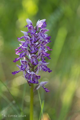 Soldaatje - Military orchid - Orchis militaris