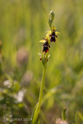 Vliegenorchis - Fly orchid - Ophrys insectifera