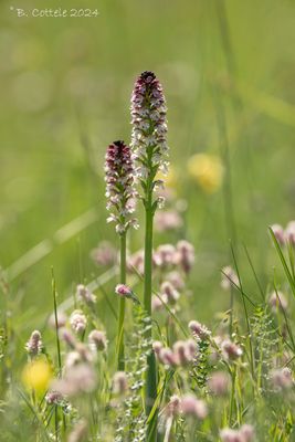Aangebrande orchis - Burnt orchid - Neotinea ustulata