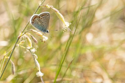 Icarusblauwtje - Common blue - Polyommatus icarus
