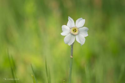 Witte narcis - Poet's daffodil - Narcissus poeticus
