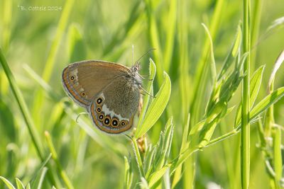 Zilverstreephooibeestje - Scarce heath - Coenonympha hero