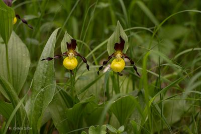 Vrouwenschoentje - Lady's-slipper orchid - Cypripedium calceolus