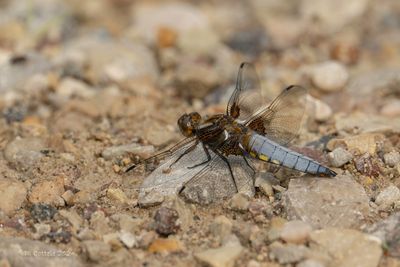 Platbuik - Broad-bodied chaser - Libellula depressa