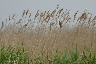 Grote Karekiet - Great Reed Warbler