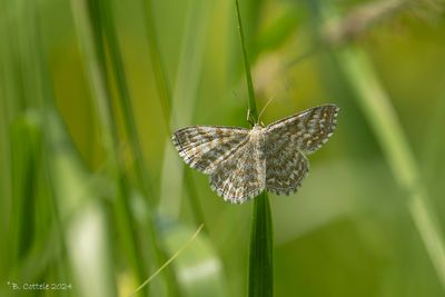 Donkere prachtstipspanner - Lewes wave - Scopula immorata