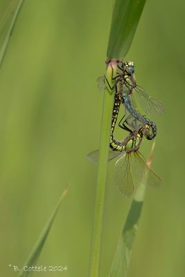 Glassnijder - Hairy dragonfly - Brachytron pratense