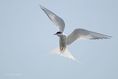 Noordse stern - Arctic tern - Sterna paradisaea