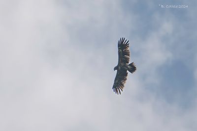 Schreeuwarend - Lesser Spotted Eagle 