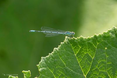 Azuurwaterjuffer - Azure damselfly - Coenagrion puella