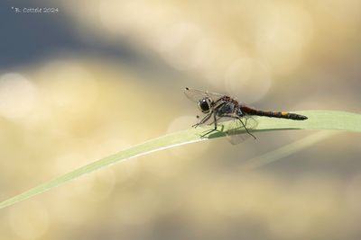 Gevlekte witsnuitlibel - Large white-faced darter - Leucorrhinia pectoralis