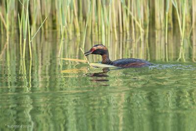 Kuifduiker - Horned grebe - Podiceps auritus