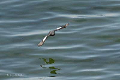 Zwarte zeekoet - Black guillemot - Cepphus grylle