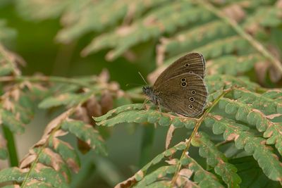 Koevinkje - Ringlet - Aphantopus hyperantus