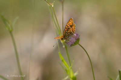 Bosrandparelmoervlinder - High brown fritillary - Fabriciana adippe