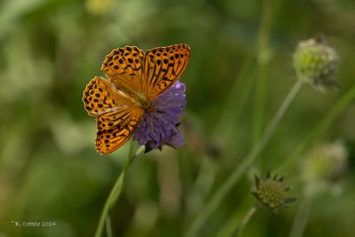 Keizersmantel - Silver-washed fritillary - Argynnis paphia