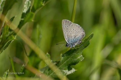 Klaverblauwtje - Mazarine blue - Cyaniris semiargus