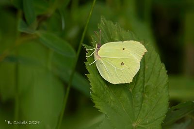 Citroenvlinder - Common brimstone - Gonepteryx rhamni