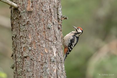 Grote bonte specht - Great spotted woodpecker - Dendrocopos major