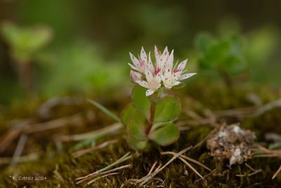 Roze vetkruid - Caucasian stonecrop - Sedum spurium