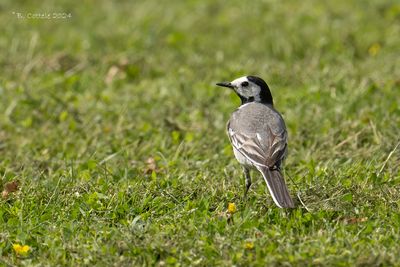 Witte Kwikstaart - White Wagtail