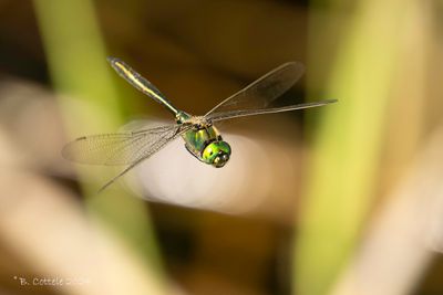Metaalglanslibel - Brilliant emerald - Somatochlora metallica