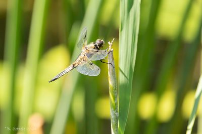 Viervlek - Four-spotted Chaser - Libellula quadrimaculata