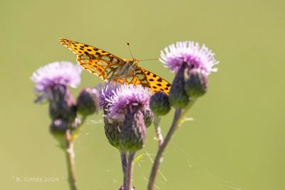 Kleine parelmoervlinder - Queen of Spain fritillary - Issoria lathonia