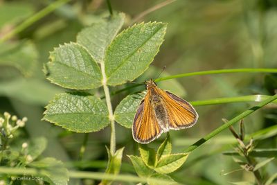 Zwartsprietdikkopje - Essex skipper - Thymelicus lineola