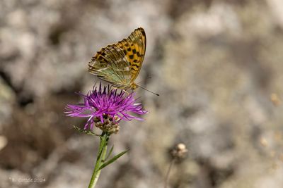 Keizersmantel - Silver-washed fritillary - Argynnis paphia