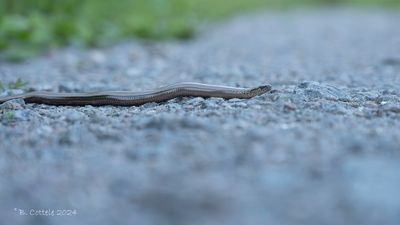 Hazelworm - Slow worm - Anguis fragilis