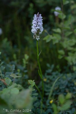 Gevlekte orchis - Spotted orchid - Dactylorhiza maculata