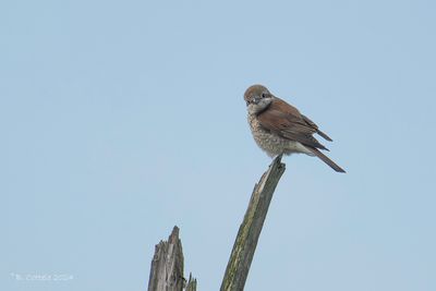 Grauwe Klauwier - Red-backed Shrike