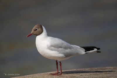 Kokmeeuw - Black-headed gull - Chroicocephalus ridibundus