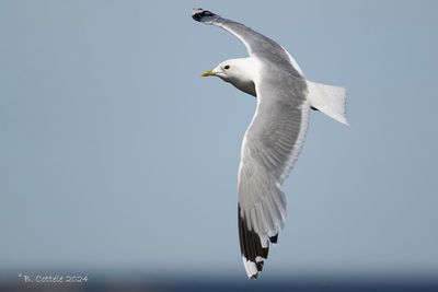 Stormmeeuw - Common Gull