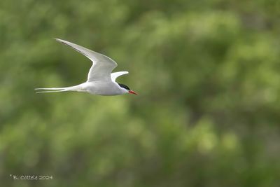 Noordse Stern - Arctic Tern
